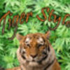 Tiger Style 